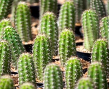 Trichocereus macrogonus var. pachanoi / SAN-PEDRO-KAKTUS
